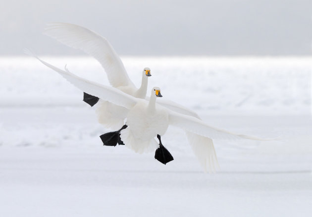 Duo Landing