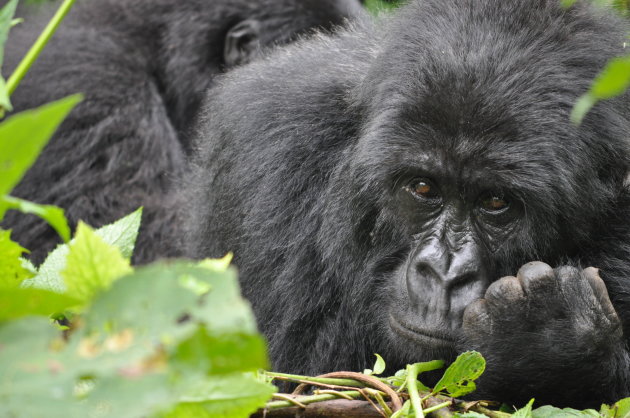 Berggorilla in Virunga National Park