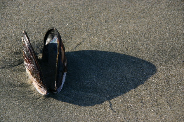 mossel