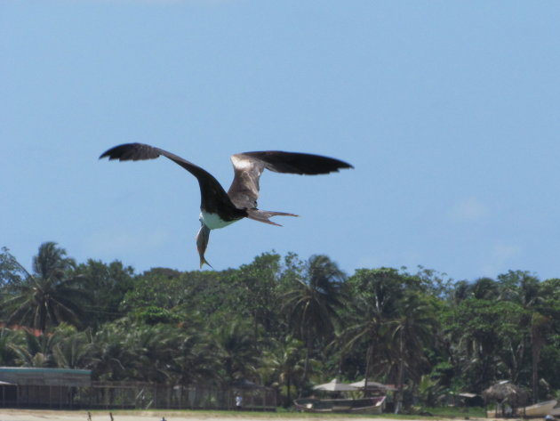 Fregatvogel met vangst