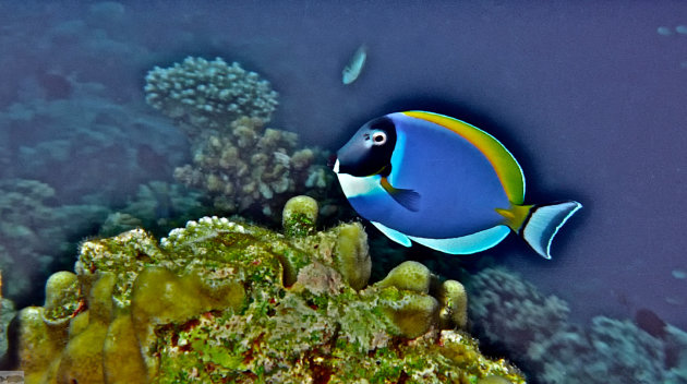 surgeonfish