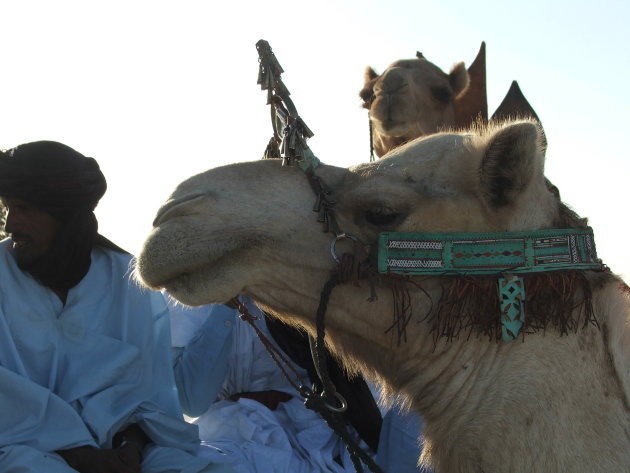 Festival-au-desert