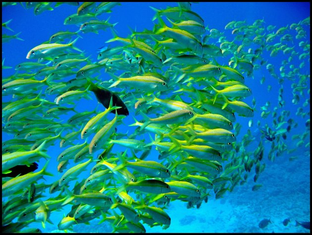 Wave of the goatfish