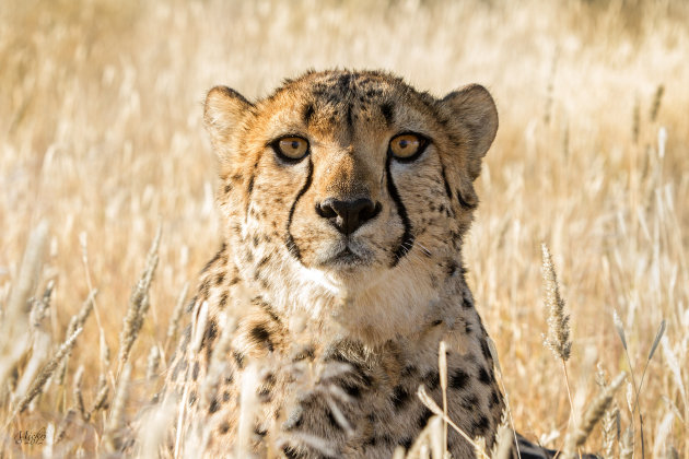 Cheetah. Wie kijkt naar wie ?