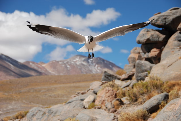 Zwevende vogel