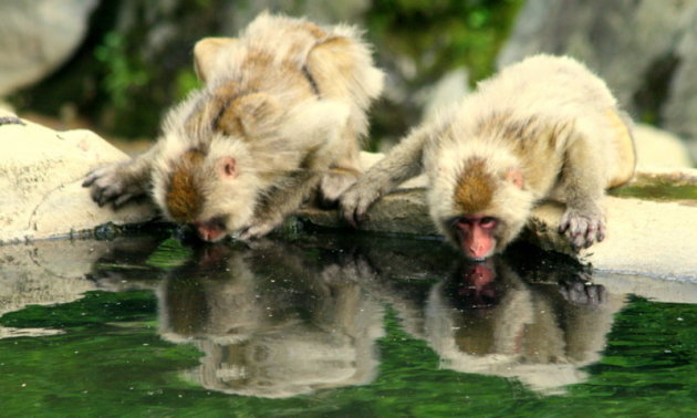 dorst