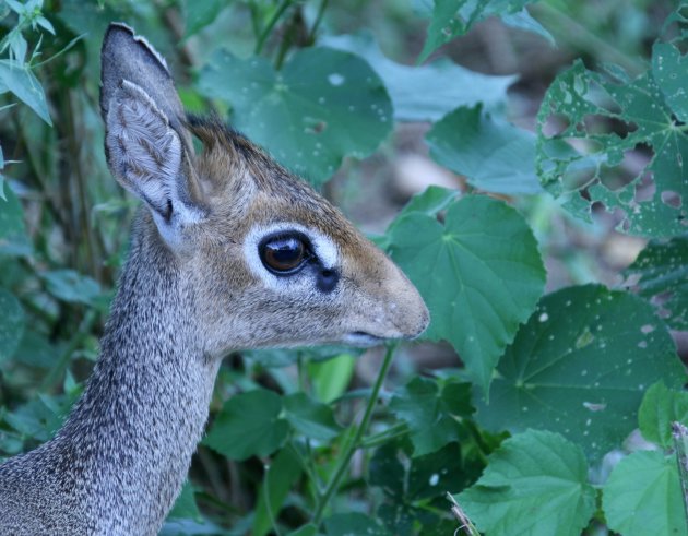  Dik -dik