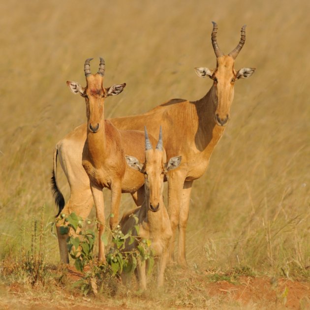 Coke's Hartebeest