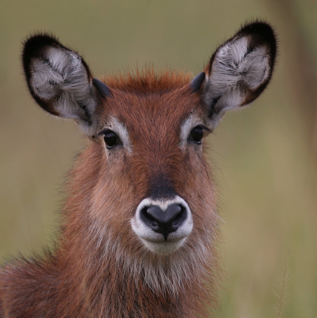 Jonge waterbok