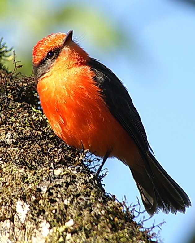 Vermillion Vliegenvanger