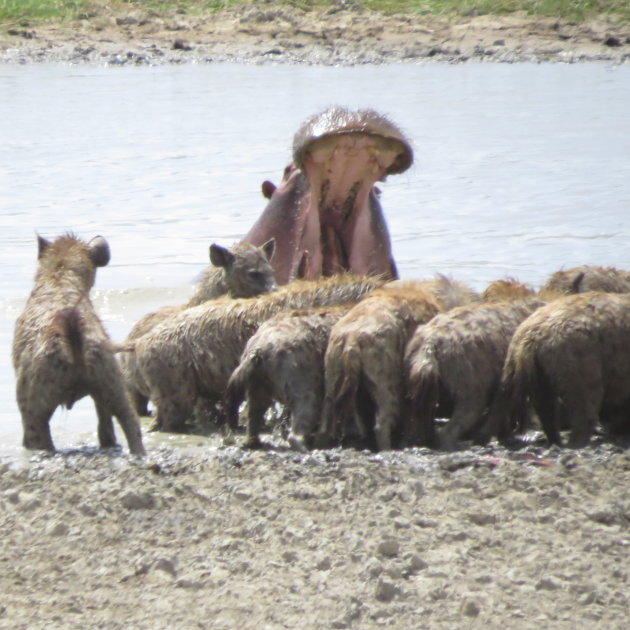 hyena en nijlpaard.