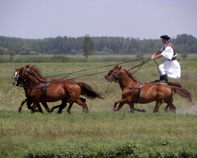 Bugacpuszta (paardemennen)