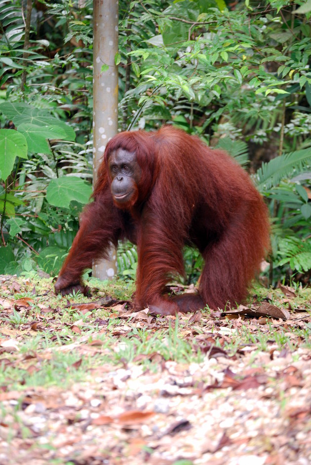 Mama Orang