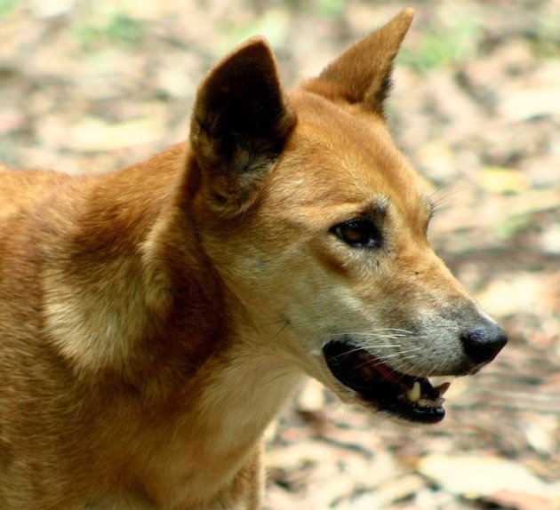 Dingo