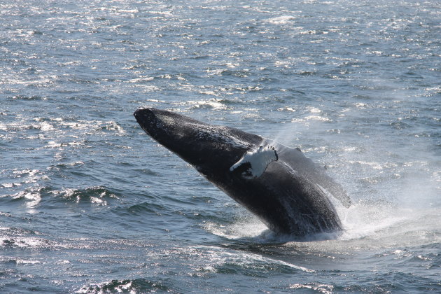 Jumping Whale