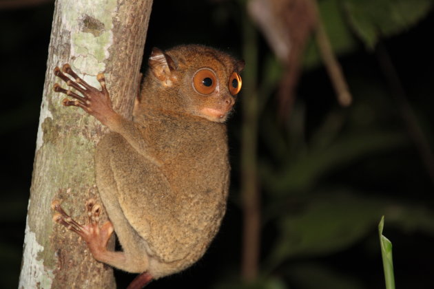 Tarsier