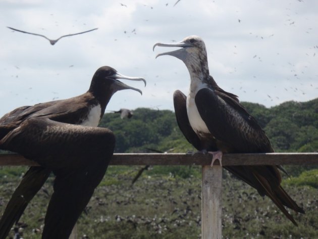 Fregatvogels