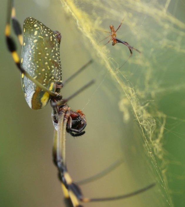 Golden orb weaver