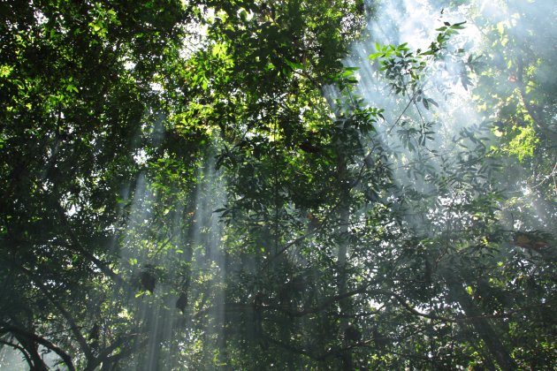 Zonnestralen door het jungle-dek