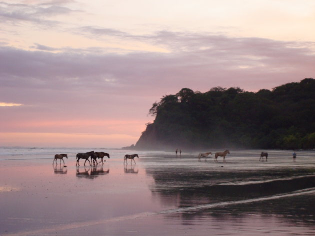 Paarden op het strand