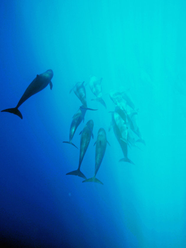 Tail of the false killer whales