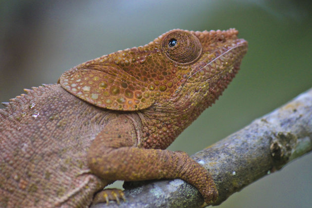 Oog van de kameleon