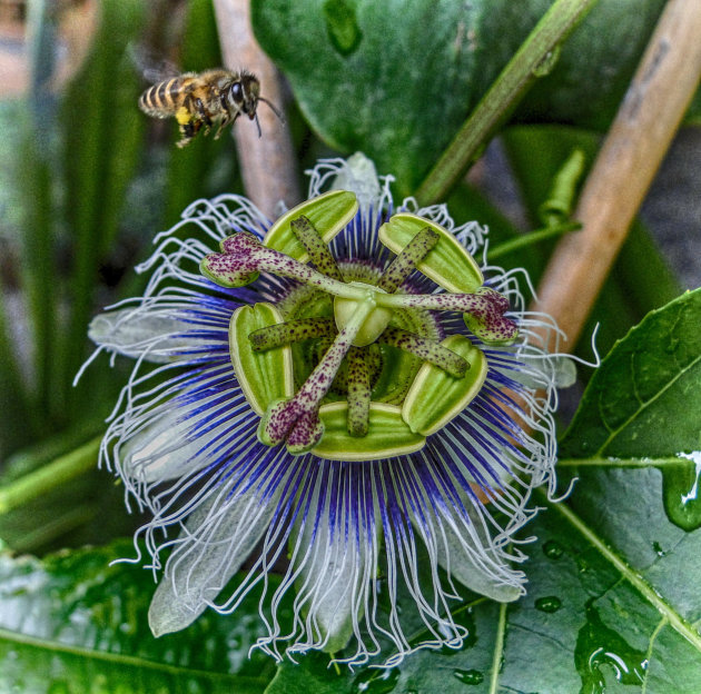 Passiflora