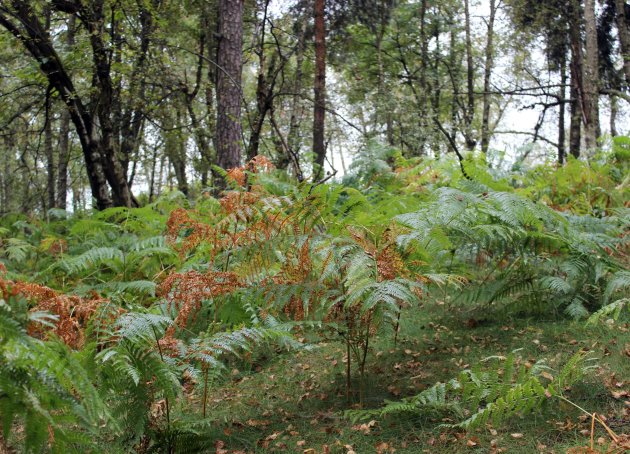 Varens in de herfst