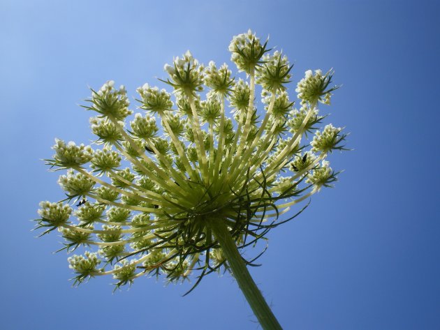 Cypriotische Bloem