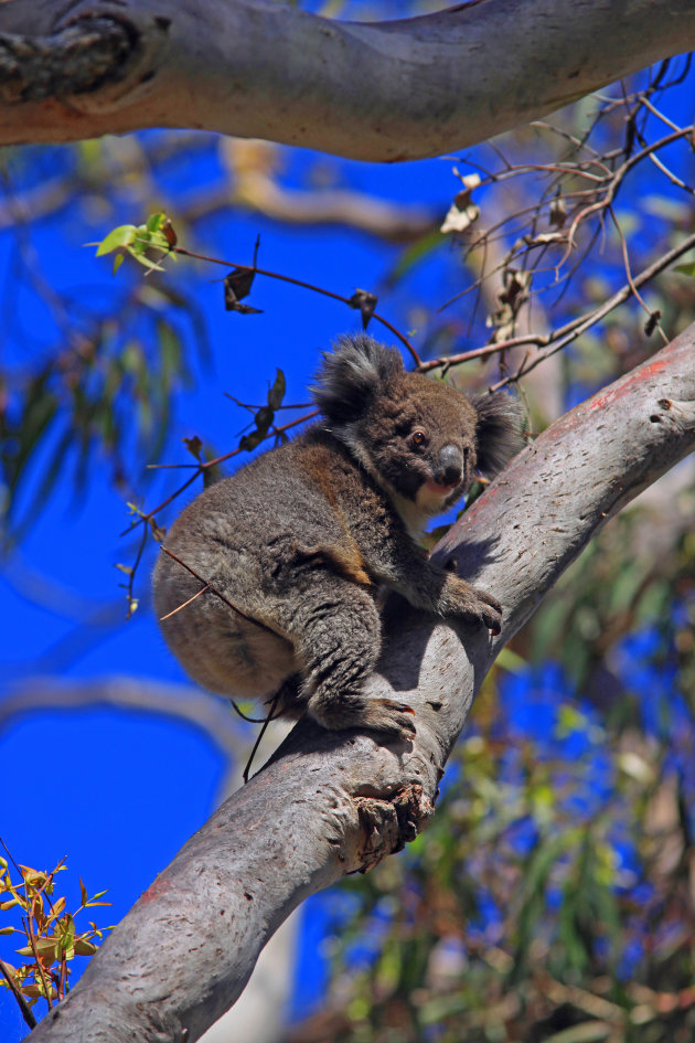 Koala