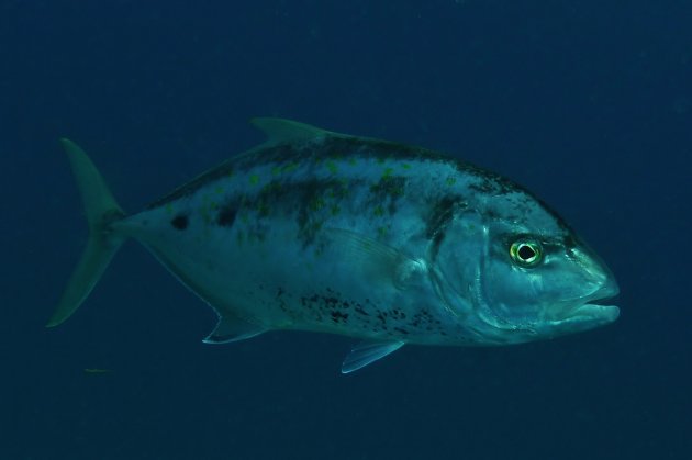 Trevally