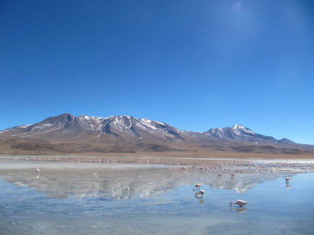 Flamingo vlakbij Uyuni.