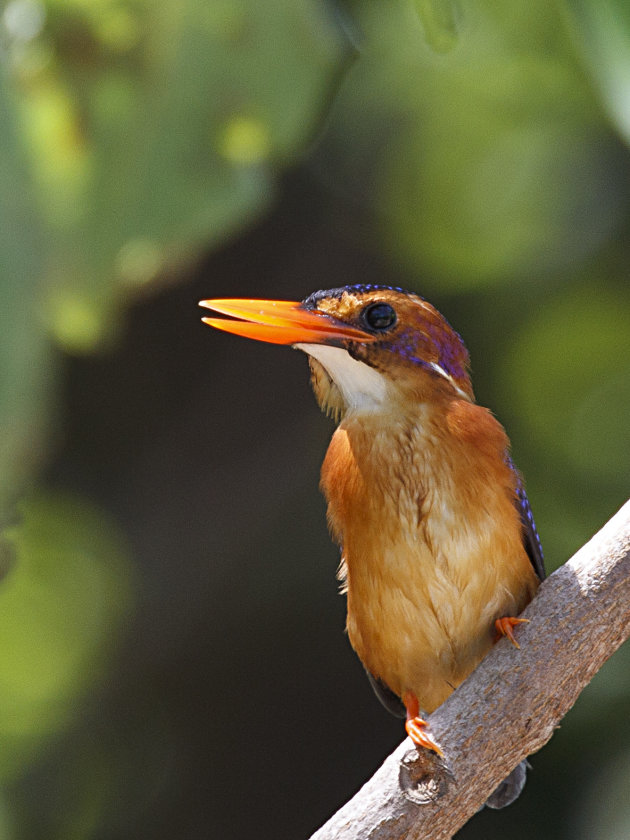 Pygmy Kingfisher (dwerg IJsvogel)