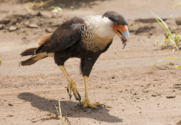 kuifcaracara