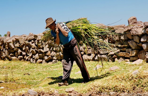 Totora riet