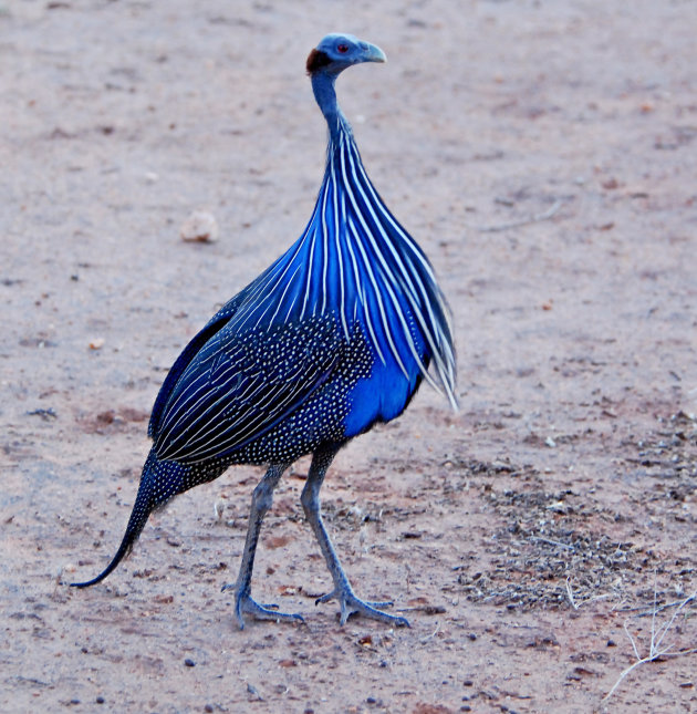 Vulturine guineafowl