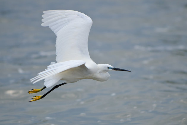 Witte reiger op Lake Victortia