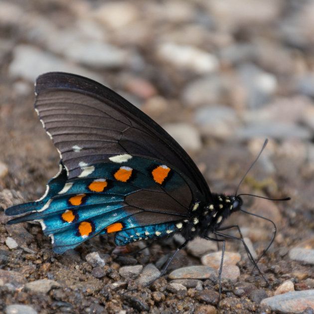 Pipevine Swallowtail