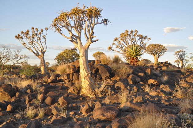 kokerbomen