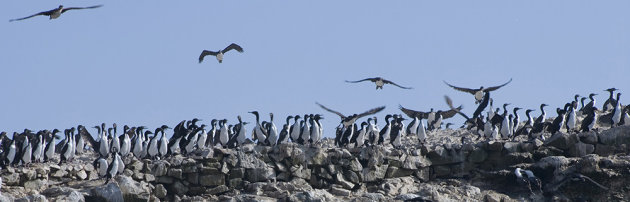 Islas Ballestas