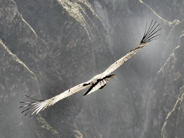 Condor