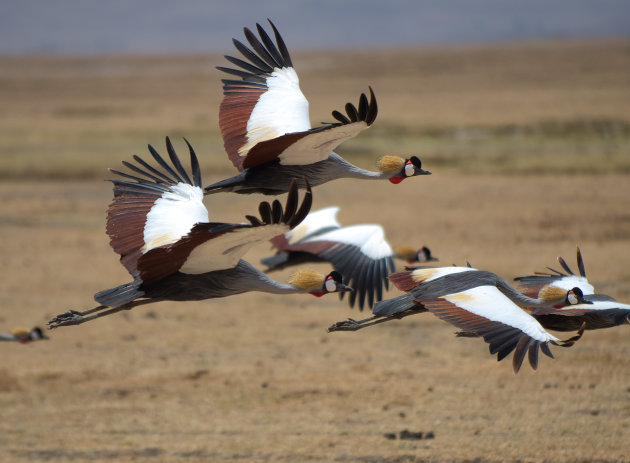 kroonkraanvogels in vogelvlucht