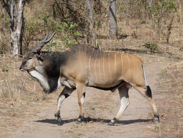 Reuzen-elandantilope (Derbys elandantilope of Livingstone elandantilope)