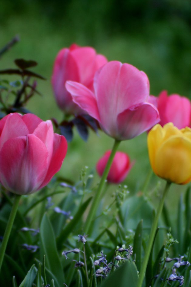 tulpen uit ...