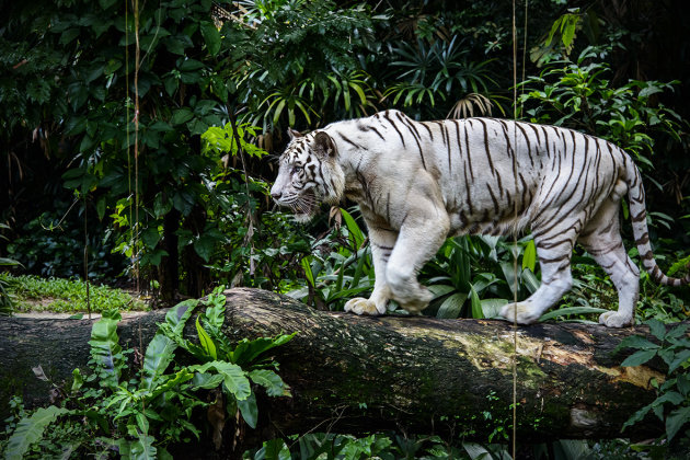 Witte tijger