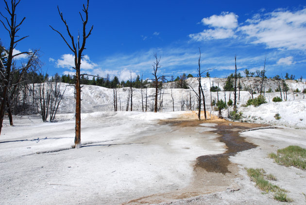 Angel terrace, Yellowstone