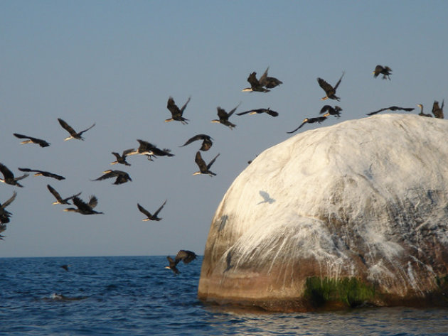 schijtvogels