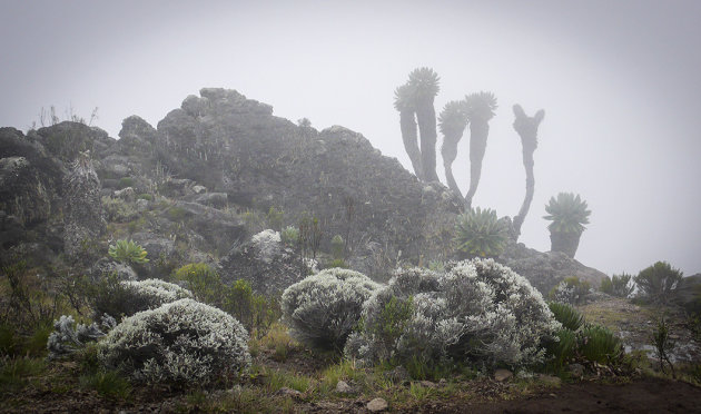 Senecio Kilimanjari