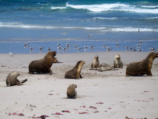 Locals kangaroo island