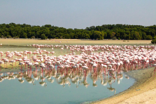 Flamingo's in Dubai